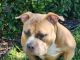 American Bully Puppies for sale in Riverview, FL, USA. price: NA