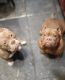 American Bully Puppies for sale in Kansas City, MO, USA. price: $300