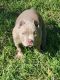 American Bully Puppies for sale in Lakeland, FL, USA. price: NA