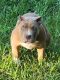 American Bully Puppies for sale in Lakeland, FL, USA. price: NA