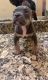 American Bully Puppies for sale in Houston, TX, USA. price: $2,000