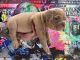 American Bully Puppies for sale in Miami, FL, USA. price: NA