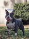 American Bully Puppies for sale in Flagler County, FL, USA. price: NA