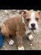 American Bully Puppies for sale in Mesquite, TX, USA. price: $800
