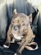 American Bully Puppies for sale in Knoxville, IA 50138, USA. price: $2,000