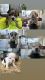 American Bully Puppies for sale in Hollywood, FL, USA. price: NA