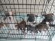 American Bully Puppies for sale in Tipton, IA 52772, USA. price: $800