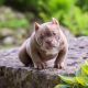 American Bully Puppies for sale in Toronto, ON, Canada. price: $5,000
