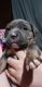 American Bully Puppies for sale in Hollyvilla, KY 40118, USA. price: $200