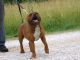 American Bully Puppies for sale in Flemington, MO 65650, USA. price: $500
