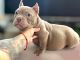 American Bully Puppies for sale in Los Angeles, CA 90023, USA. price: $2,500