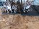 American Bully Puppies for sale in Pueblo, CO, USA. price: $800
