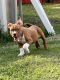 American Bully Puppies for sale in Orlando, FL, USA. price: $800