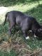 American Bully Puppies for sale in Houston, TX 77084, USA. price: $2,000