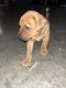 American Bully Puppies for sale in Milford, OH, USA. price: $1,100