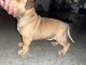 American Bully Puppies for sale in Milford, OH, USA. price: $1,100