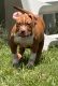 American Bully Puppies for sale in Orlando, FL, USA. price: $700