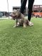American Bully Puppies for sale in St. Louis, MO, USA. price: $3,500