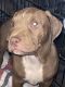 American Bully Puppies for sale in Austin, TX, USA. price: $500