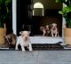 American Bully Puppies for sale in Ocala, FL, USA. price: $3,000