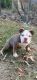 American Bully Puppies for sale in Crowley, LA 70526, USA. price: $2,000