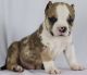 American Bully Puppies for sale in Toronto, ON, Canada. price: $2,000