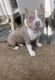 American Bully Puppies for sale in Canton, OH 44710, USA. price: $5,000