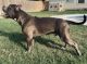 American Bully Puppies for sale in Austin, TX, USA. price: $1,000