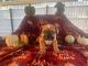 American Bully Puppies for sale in Northlake, IL, USA. price: NA