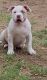 American Bully Puppies for sale in Mesa, AZ, USA. price: $2,000