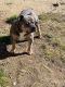 American Bully Puppies for sale in Palmdale, CA, USA. price: $500