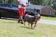 American Bully Puppies for sale in Fayetteville, NC, USA. price: $1,500