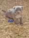 American Bully Puppies for sale in Thibodaux, LA 70301, USA. price: $2,500