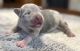 American Bully Puppies for sale in Opelousas, LA 70570, USA. price: NA