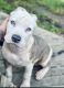 American Bully Puppies for sale in Nevada, IA 50201, USA. price: $2,500