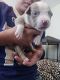 American Bully Puppies for sale in Hollister, CA 95023, USA. price: $750
