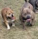American Bully Puppies for sale in Summit, IL, USA. price: $1,200