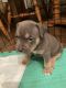 American Bully Puppies for sale in Montreal, QC, Canada. price: $3,000