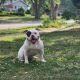 American Bully Puppies for sale in Streamwood, IL, USA. price: $1,500