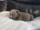 American Bully Puppies for sale in Estherville, IA 51334, USA. price: $800
