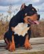 American Bully Puppies for sale in Willow Springs, MO 65793, USA. price: $2,000
