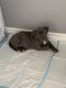 American Bully Puppies for sale in Ottawa, ON, Canada. price: NA