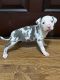 American Bully Puppies for sale in Burtonsville, MD, USA. price: $800