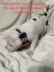 American Bully Puppies for sale in North Babylon, NY, USA. price: $2,500