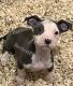 American Bully Puppies for sale in Burtonsville, MD, USA. price: $450