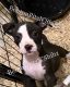 American Bully Puppies for sale in Burtonsville, MD, USA. price: $450