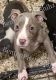 American Bully Puppies for sale in Burtonsville, MD, USA. price: $350