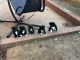 American Bully Puppies for sale in Florence, AL, USA. price: $450