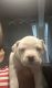 American Bully Puppies for sale in North Babylon, NY, USA. price: $2,000