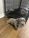 American Bully Puppies for sale in Chicago, IL, USA. price: $1,000